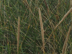 Ammophila arenaria