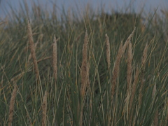 Ammophila arenaria