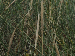 Ammophila arenaria