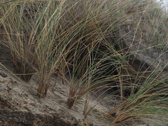 Ammophila arenaria