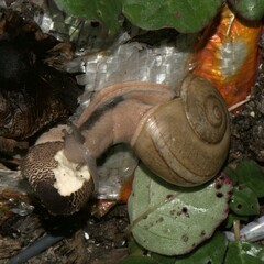Ariophanta exilis