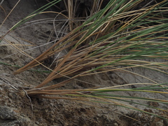 Ammophila arenaria