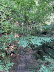 Phegopteris
