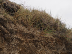 Ammophila arenaria