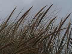 Ammophila arenaria