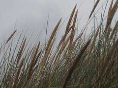 Ammophila arenaria
