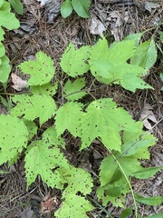 Vasates aceriscrumena