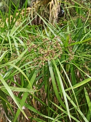 Cyperus alternifolius