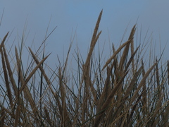 Ammophila arenaria