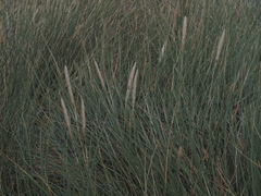 Ammophila arenaria