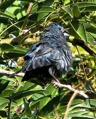 Cyanoloxia brissonii