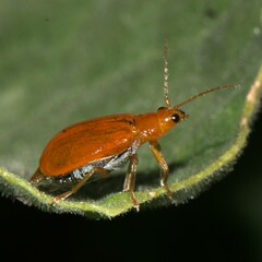 Aulacophora indica