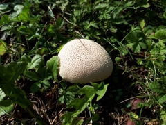 Lycoperdon pratense
