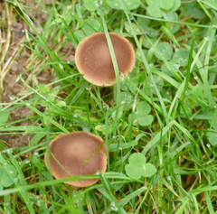 Psathyrella bipellis