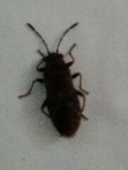 Arocatus melanocephalus