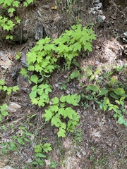 Vasates aceriscrumena