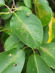 Eriophyes cerasicrumena