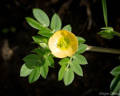 Kallstroemia maxima