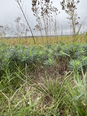 Euphorbia cyparissias