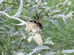 Tachytes guatemalensis