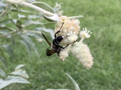 Tachytes guatemalensis