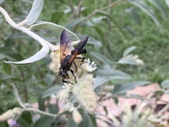 Tachytes guatemalensis