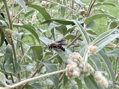 Tachytes guatemalensis