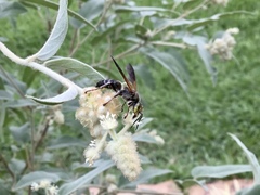 Tachytes guatemalensis