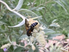 Tachytes guatemalensis