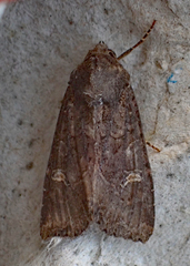 Helotropha reniformis