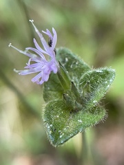 Elephantopus tomentosus