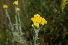 Helichrysum graveolens