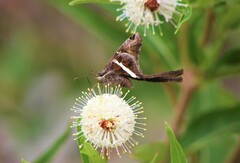 Chioides albofasciatus