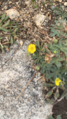 Potentilla gracilis