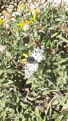 Parnassius smintheus