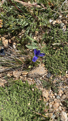 Gentianopsis