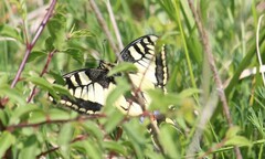 Papilio machaon