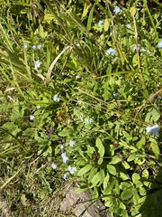 Myosotis laxa