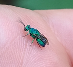 Chrysididae