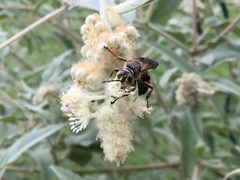 Tachytes guatemalensis
