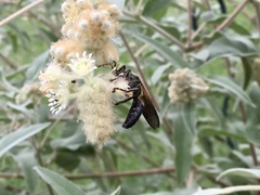 Tachytes guatemalensis