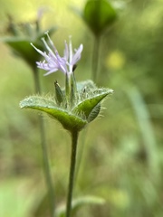 Elephantopus tomentosus