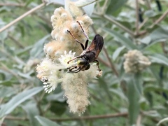 Tachytes guatemalensis