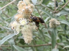 Tachytes guatemalensis