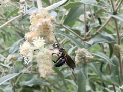 Tachytes guatemalensis