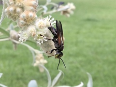 Tachytes guatemalensis