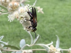 Tachytes guatemalensis
