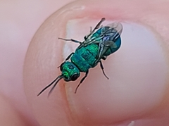 Chrysididae
