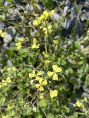 Raphanus raphanistrum