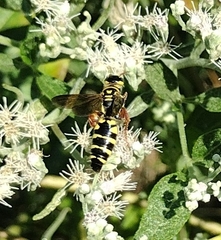 Myzinum quinquecinctum